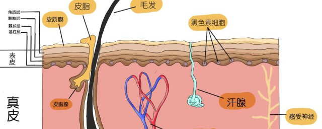 皮脂囊腫怎麼消除 四個方法來幫助大傢