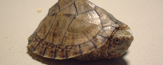 非洲棱背泥龜的壽命是多少 大傢一起來看看