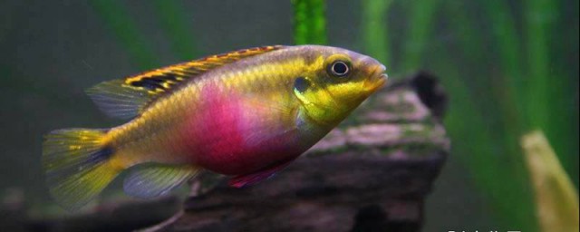 紅肚鳳凰魚的壽命 能活多久？