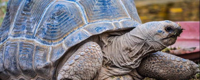 馬來西亞巨龜的壽命有多長 生長繁殖是什麼
