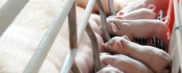 母豬懷孕鑒別新法 如何判斷母豬是否懷孕