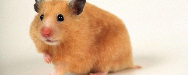 金狐倉鼠的壽命是多少 比其它倉鼠要短些