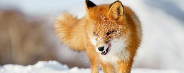狐貍換毛慢的原因 狐貍的種類習性