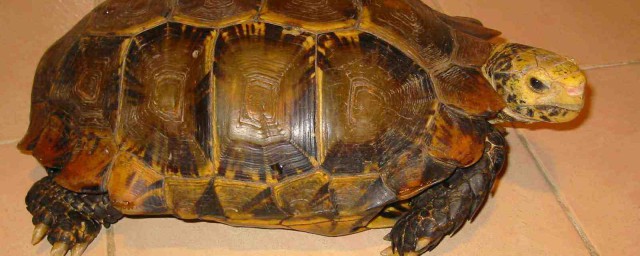 凹甲陸龜的壽命是多少 不推薦新手養