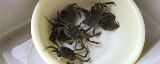 小河蟹怎麼處理幹凈 小螃蟹要怎麼洗才幹凈