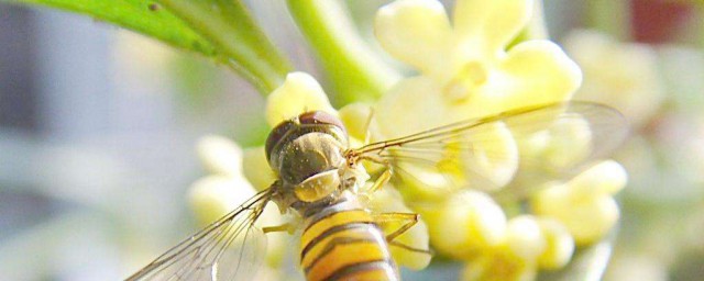 桂花采摘後怎麼處理 桂花采摘後如何保存