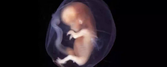 坯胎移到肚子裡為什麼沒有長 胚胎怎麼長著長著就沒瞭
