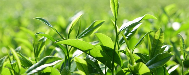 茶樹什麼時候種最好 茶樹的最佳種植時間是什麼