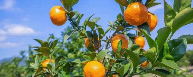 礦物油對柑橘樹危害是什麼 防藥害知識要掌握