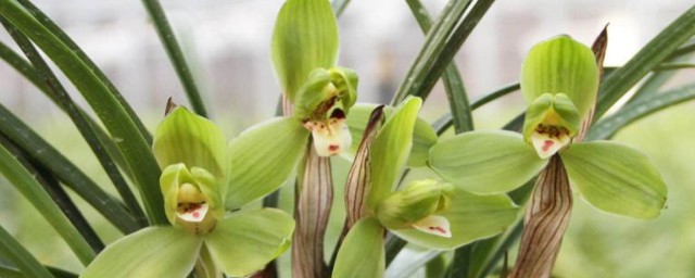 鐵蘭花用什麼土養 須知養殖鐵蘭花的註意事項