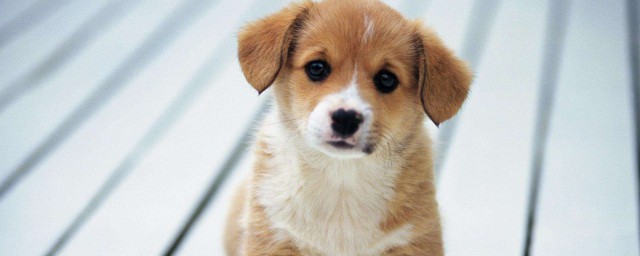 公開狗狗胰腺炎的癥狀及註意事項 糾正易感因素