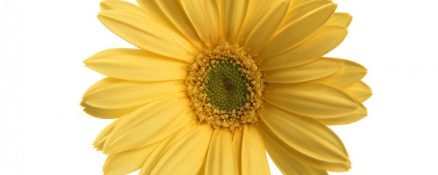 太陽花嫁接教程 太陽花怎麼嫁接呢