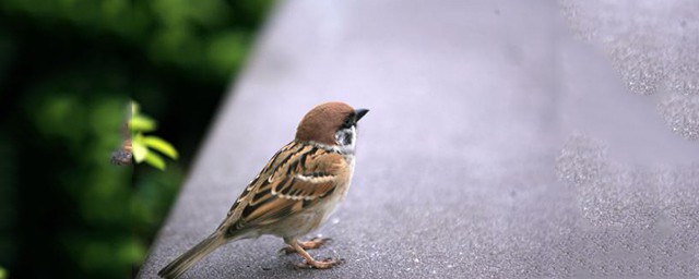 白腰文鳥和麻雀的區別 都是小小鳥