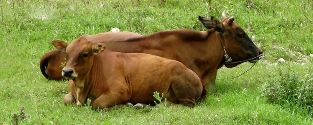 女人夢見牛是什麼預兆 原來是這樣的呀