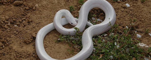 夢見大白蛇是什麼意思 有什麼征兆嗎