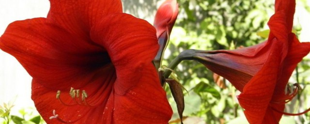 對紅的養殖方法和註意事項 教你養出艷麗的大紅花