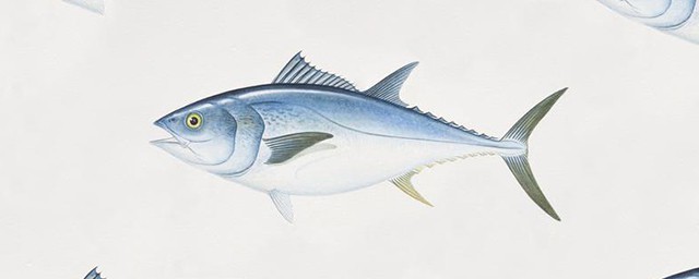 藍鰭金槍魚和黃鰭金槍魚的區別 營養豐富味道鮮美