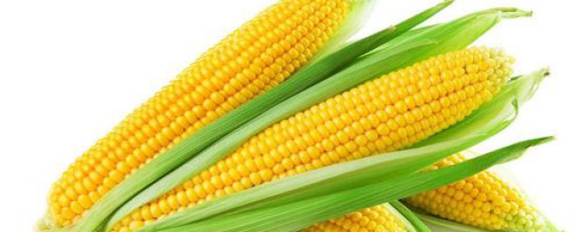 鄭原玉432玉米種特征 產量表現
