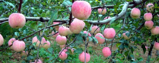 夢見蘋果樹上結滿蘋果 有什麼征兆嗎