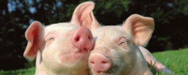 中國一天消耗多少豬肉 豬肉為什麼會漲價
