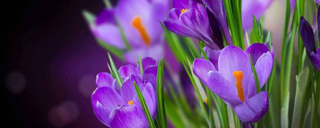 紫色花有哪些品種 快來看看