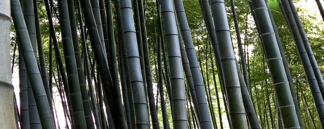 竹子的好處 竹子的用途有哪些