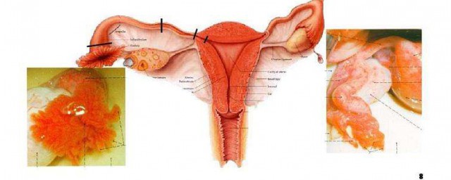 生殖系統分為幾種類型 怎麼樣的