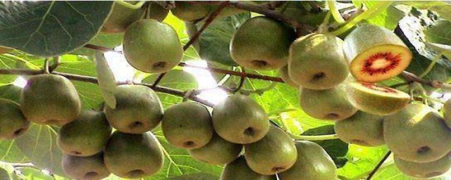 獼猴桃的品種有哪些 怎麼樣的