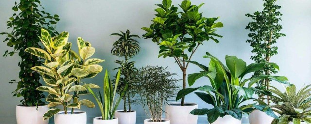 傢裡適合養的植物 推薦這幾種