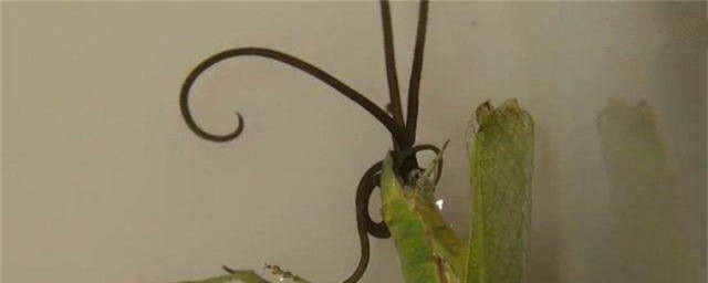 鐵線蟲控制螳螂的原理 輪回路線是什麼