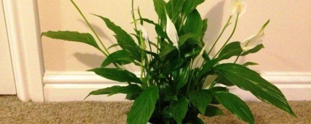 客廳適合種什麼植物 5種植物