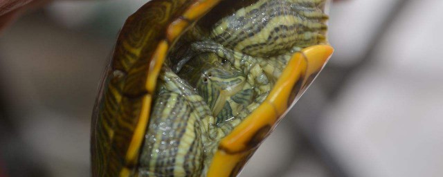 巴西龜喜歡吃什麼 教你正確喂養巴西龜的辦法