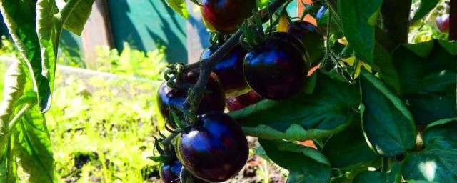 黑番茄的種植技術 一起來細細瞭解一下