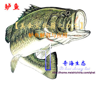 蔥薑剁椒蒸鱸魚