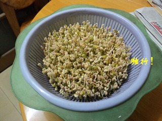 自發綠豆芽