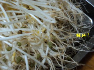 自發綠豆芽