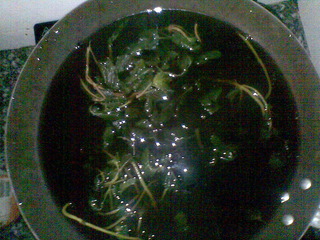 涼粉草