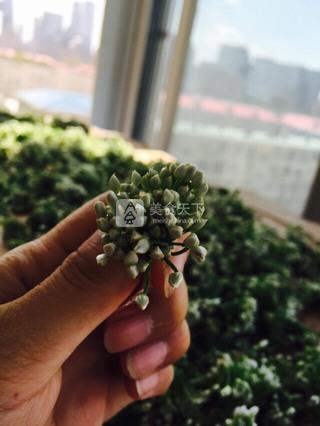 韭菜花研制