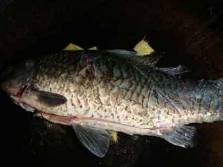 鯽魚蘿卜湯