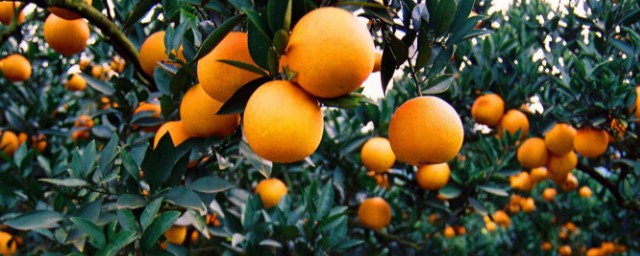 礦物油對柑橘樹危害大嗎 果農這樣使用礦物油才安全