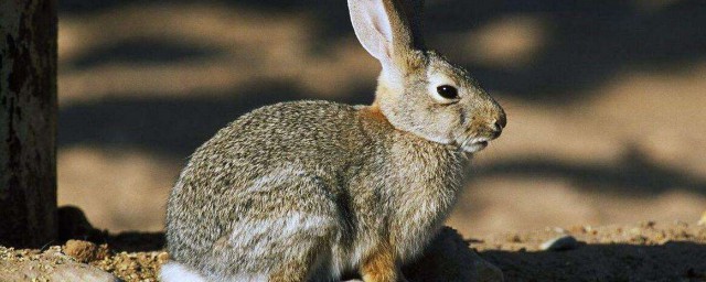 沙漠棉兔飼養方法 一起來養寵物吧