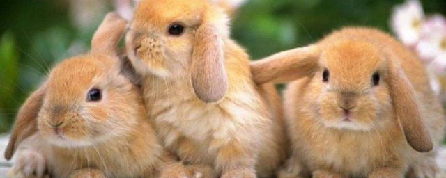 英國垂耳兔的壽命 養殖的註意事項
