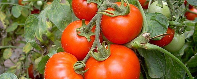 西紅柿栽培技術 很多人都忽視瞭這些問題