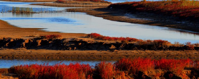 東營黃河入海口好玩嗎 黃河入海口濕地公園值得去嗎