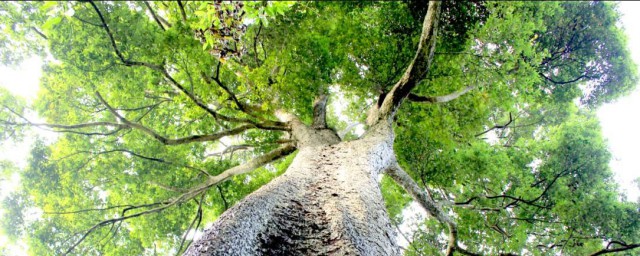 世界最大金絲楠木 你知道嗎