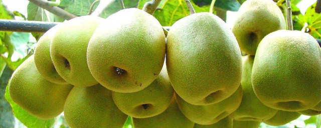 紅心獼猴桃和綠心獼猴桃的區別 一起瞭解獼猴桃