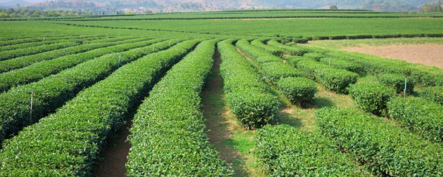 茶葉種植與管理技術 掌握這幾點作用很大