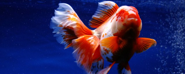 蘭壽金魚品種來源是什麼 蘭壽金魚是怎麼來的