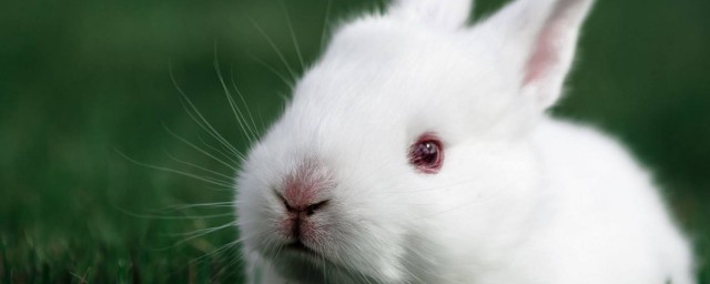 屬兔一生有幾個坎 你知道嗎