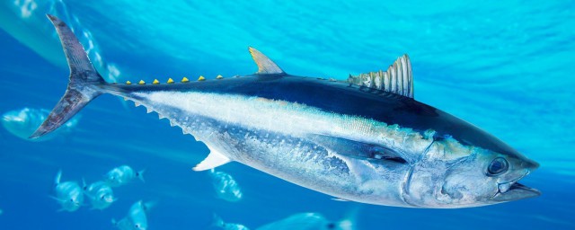 藍鰭金槍魚為什麼貴 藍鰭金槍魚為什麼價格昂貴